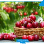 تفسير حلم اكل الكرز في المنام لابن شاهين للمتزوجة والحامل
