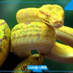 تفسير رؤية الافعى الصفراء في المنام تلدغني في رجلي لابن سيرين