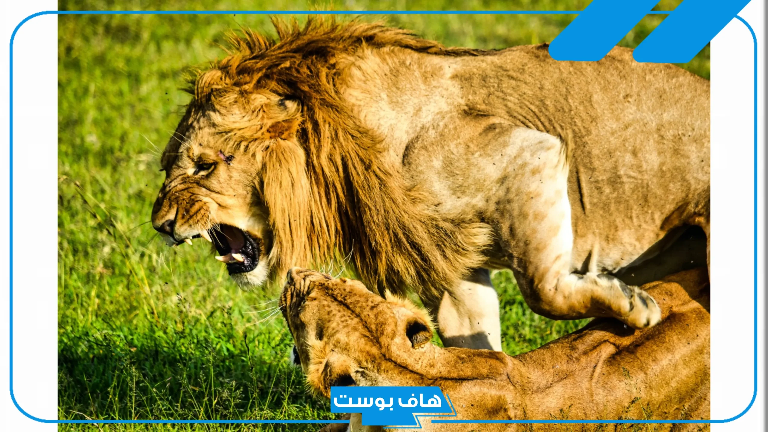 تفسير رؤية الاسود في المنام لابن سيرين للمتزوجة والعزباء