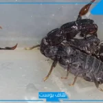 تفسير حلم العقرب الاسود للرجل والمرأة في المنام لابن سيرين