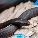 تفسير حلم رؤية كوبرا سوداء في المنام للمتزوجة والرجل لابن سيرين