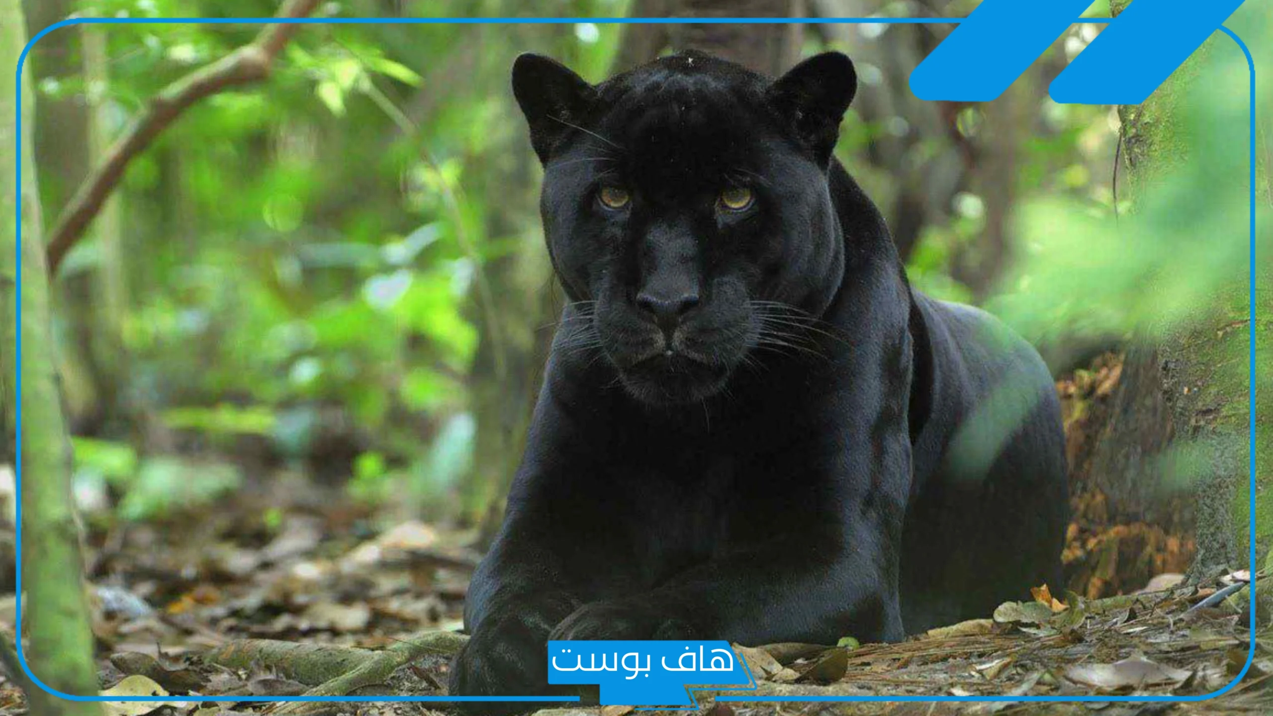 تفسير حلم النمر الاسود في المنام للمتزوجة والعزباء وهجومه تفسير حلم النمر الاسود في المنام للمتزوجة والعزباء وهجومه