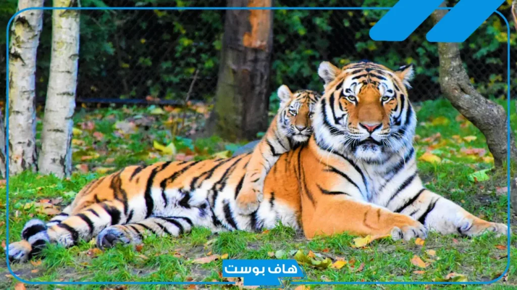 تفسير حلم النمر للحامل والمتزوجة والعزباء في المنام لابن سيرين