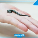 تفسير حلم خروج الدود من الجسم أبيض للعزباء في المنام لابن سيرين