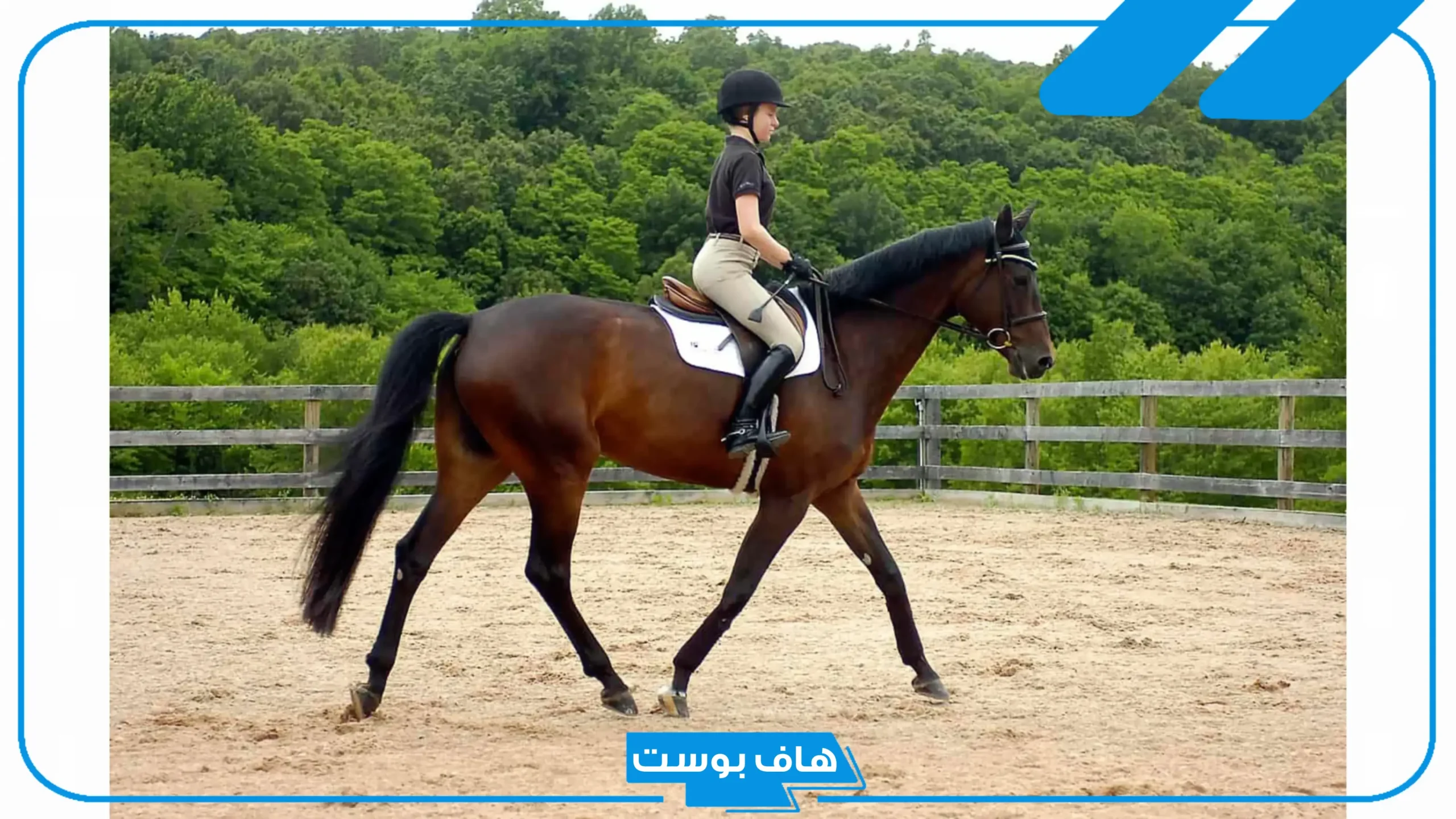 تفسير حلم ركوب الخيل والجري به في المنام للرجل والمرأة