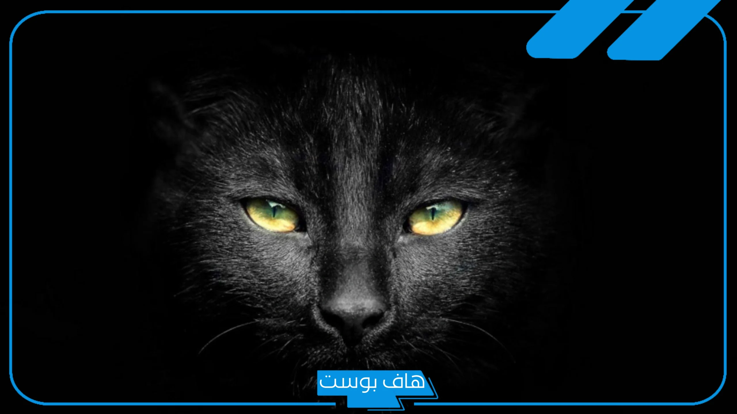 تفسير حلم البسه السوداء تهاجمني في المنام لابن سيرين