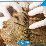 تفسير رؤية حناء الشعر في المنام ووضعه على الشعر للمتزوجة لابن سيرين