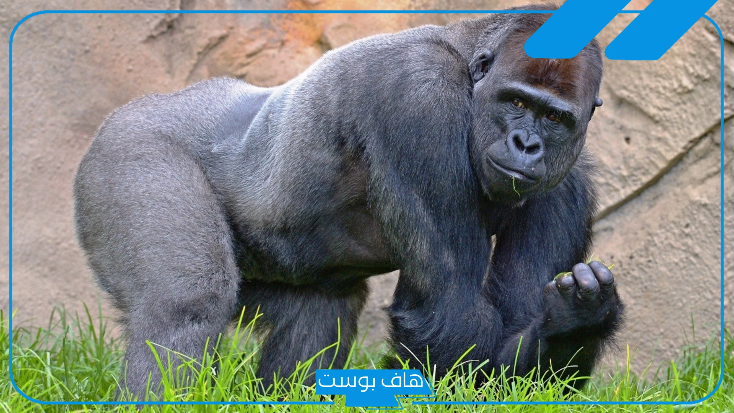 تفسير حلم الغوريلا في المنام والهروب منها للمتزوجة وعلاقتها بالسحر
