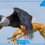 تفسير حلم رؤية النسر في المنام لابن شاهين والعالم ابن سيرين