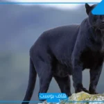 تفسير حلم النمر الاسود في المنام للمتزوجة والعزباء وهجومه
