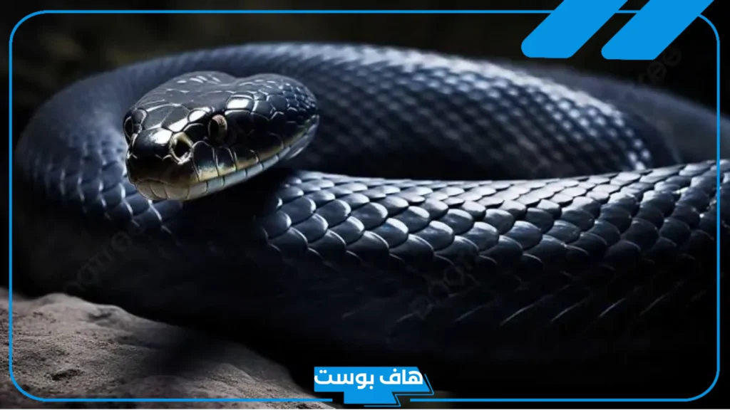 تفسير حلم رؤية كوبرا سوداء في المنام للمتزوجة والرجل لابن سيرين