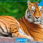تفسير حلم النمر للحامل والمتزوجة والعزباء في المنام لابن سيرين