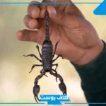 تفسير رؤية حلمت بعقرب اسود في المنام للعزباء وعلاقته بالخير لابن سيرين
