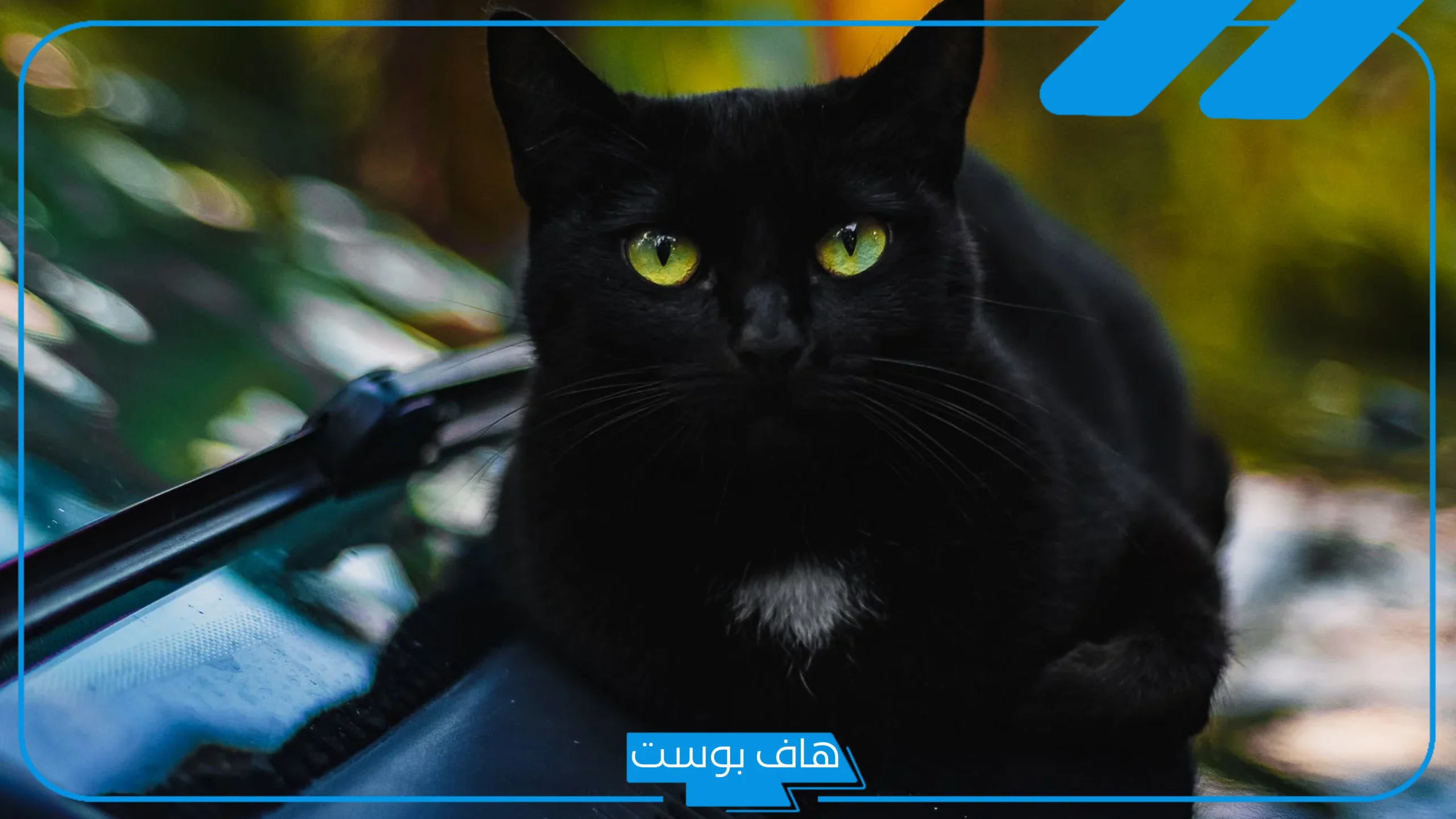 حلمت بقط اسود في بيتي للمرأة المتزوجة لابن سيرين وكبار المفسرين