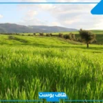 تفسير حلم رؤية الارض الخضراء في المنام للرجل والمرأة لابن سيرين