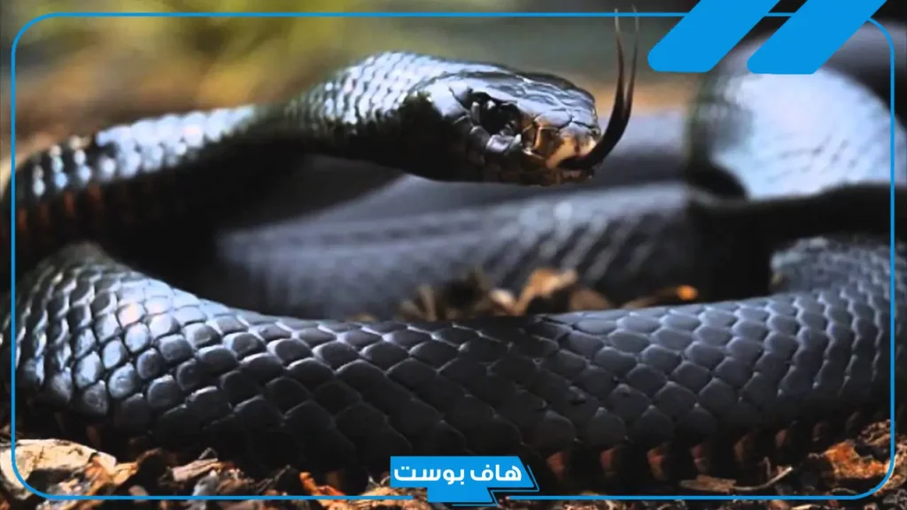 تفسير رؤية الافعى السوداء في المنام للمتزوجة والحامل لابن سيرين