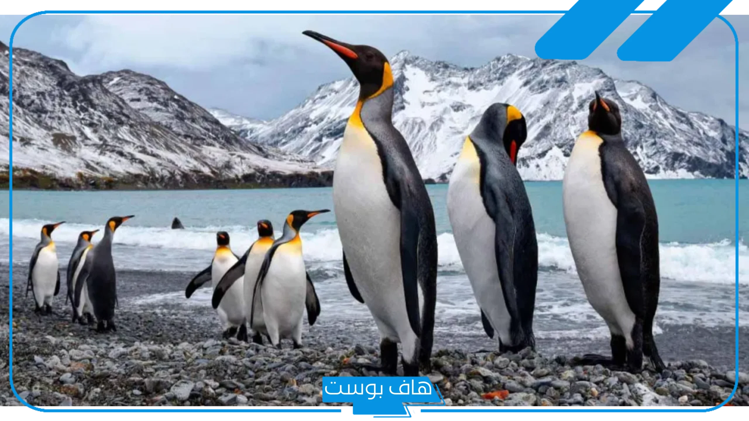 تفسير حلم البطريق في المنام لابن شاهين وابن سيرين للمتزوجة