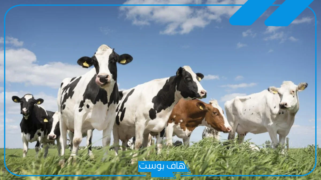 تفسير حلم رؤية البقرة في المنام للعزباء أبيض وأسود لابن سيرين