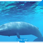 تفسير حلم الحوت في المنام لابن سيرين وابن شاهين للعزباء
