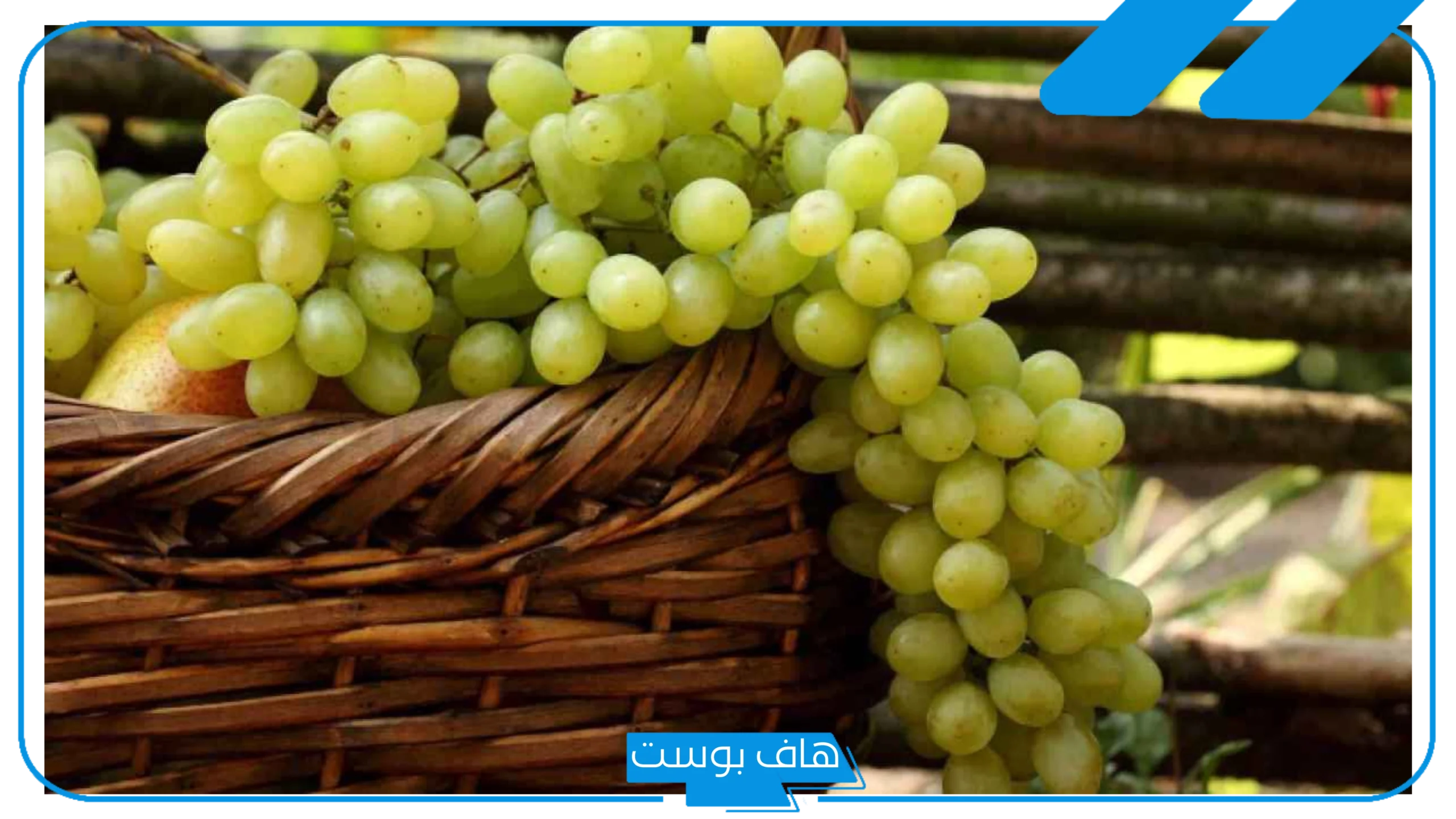 تفسير حلم حلم اكل العنب الأحمر الحلو في المنام للمتزوجة والعزباء