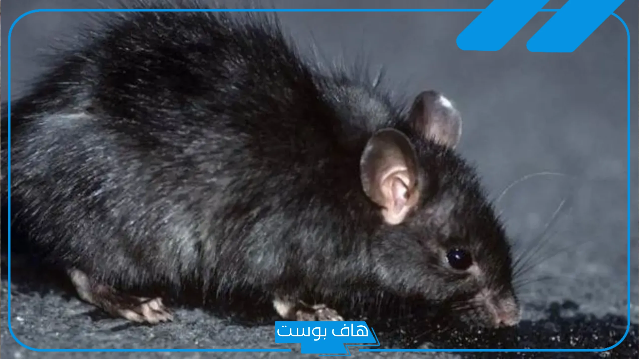 تفسير رؤيا الفار في المنام لابن سيرين داخل الغرفة وعلاقته بالسحر