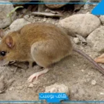تفسير رؤيا الفار في المنام لابن سيرين داخل الغرفة وعلاقته بالسحر
