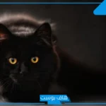 حلمت بقط اسود في بيتي للمرأة المتزوجة لابن سيرين وكبار المفسرين