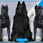 تفسير حلم الكلب الاسود يعضني ويهجم علي في المنام لكبار المفسرين