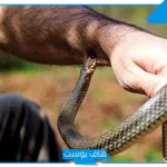 تفسير حلم رؤية الكوبرا في المنام للرجل المتزوج والمرأة لابن سرين