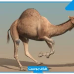 تفسير رؤية الناقه في الحلم تطاردني للمتزوجة عند العالم ابن سيرين