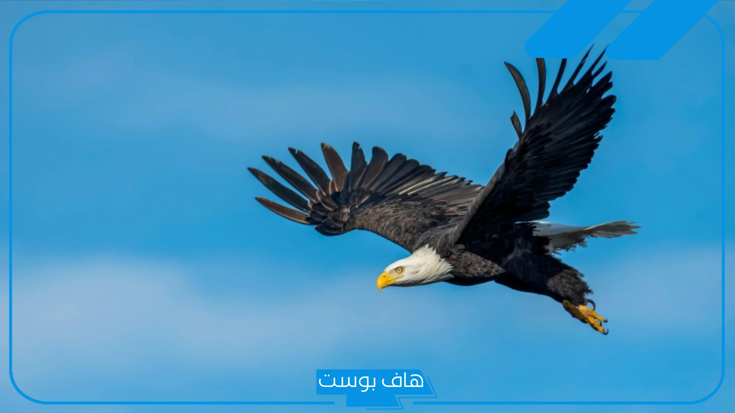 تفسير حلم رؤية النسر في المنام لابن شاهين والعالم ابن سيرين