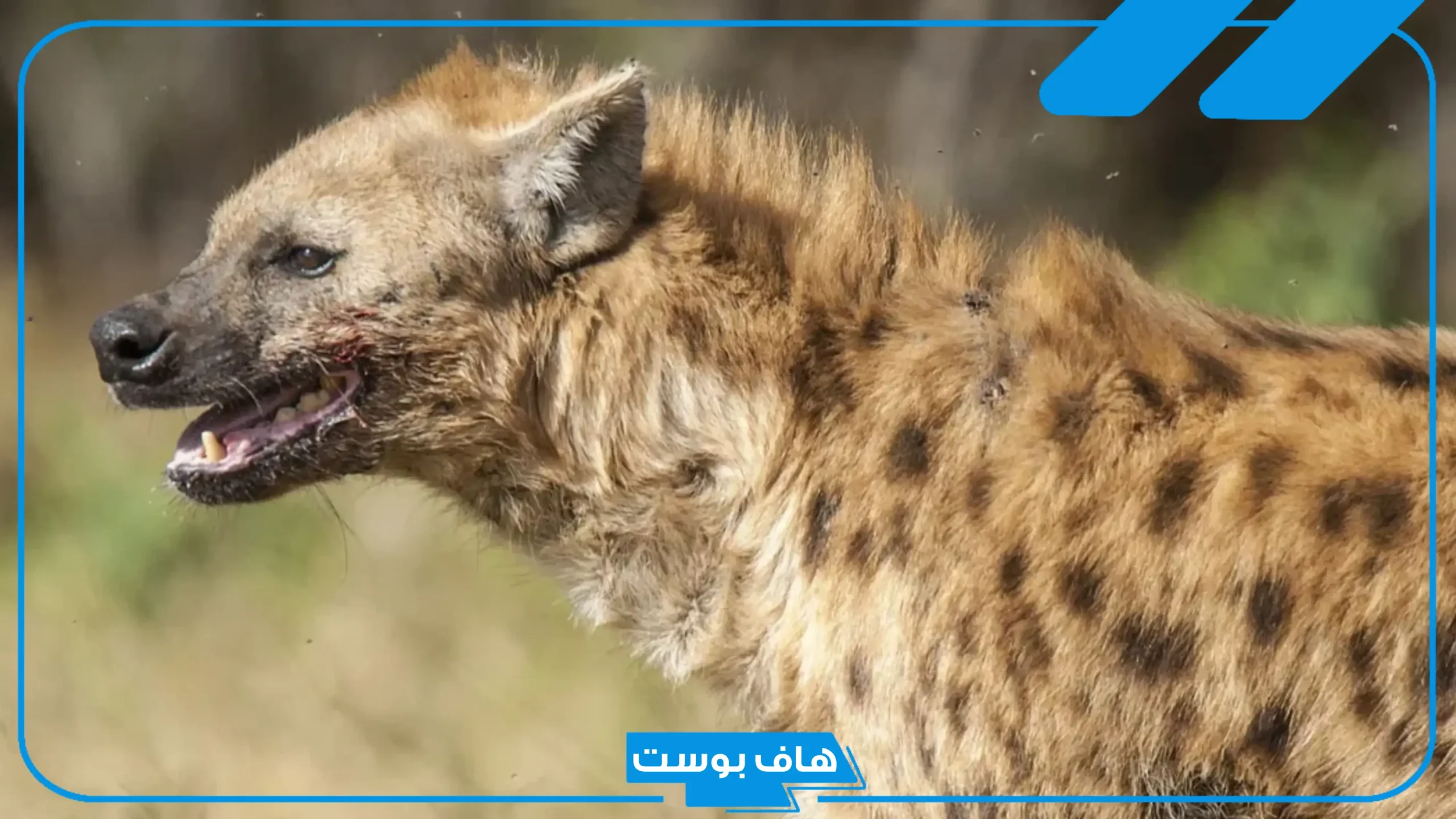 تفسير حلم رؤية الضبع يهاجم في المنام للمتزوجة والعزباء والهروب منه