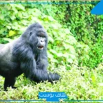 تفسير حلم الغوريلا في المنام والهروب منها للمتزوجة وعلاقتها بالسحر