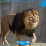تفسير حلم الاسود في المنام ومجموعة منها للعالم ابن سيرين