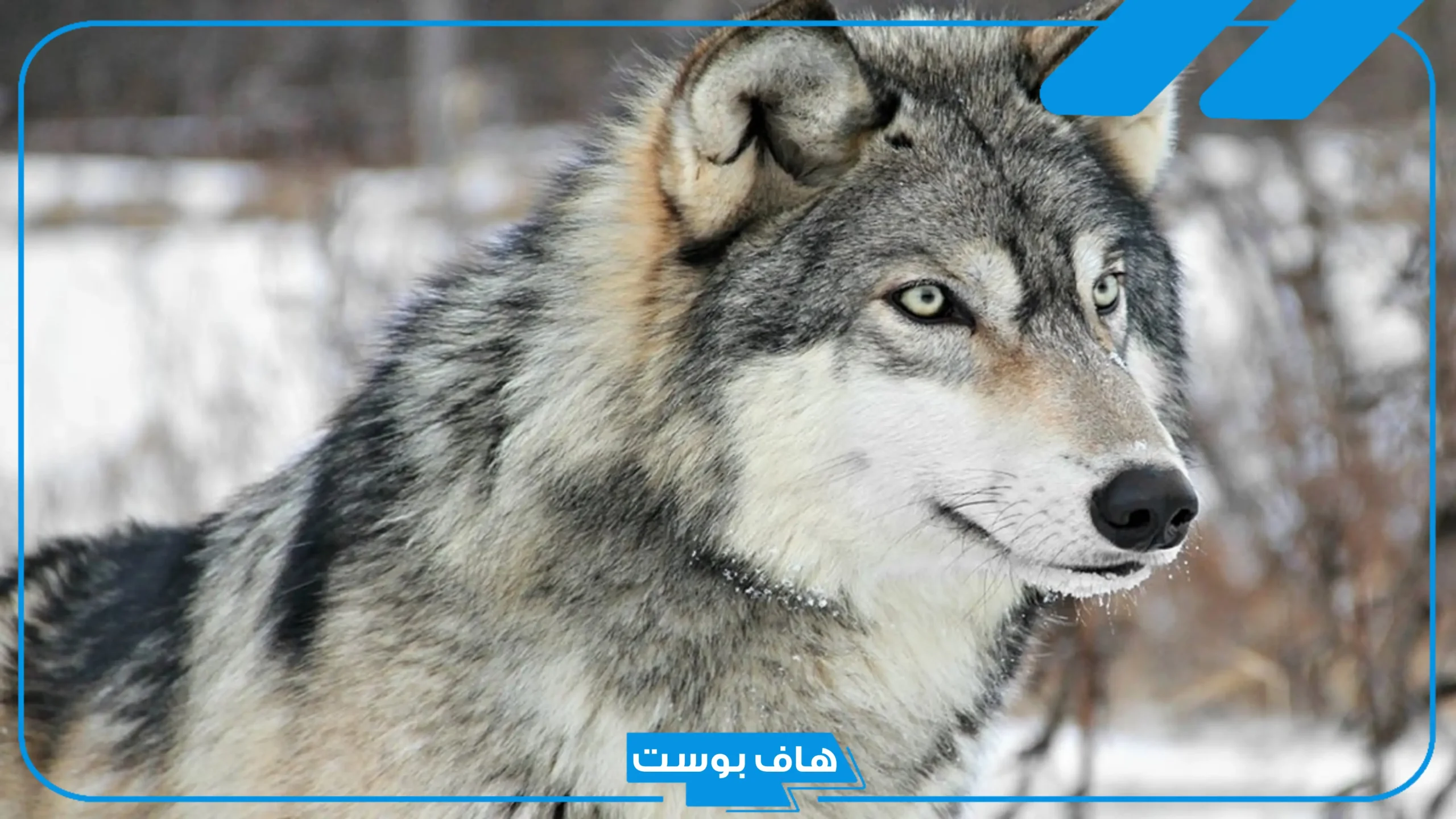 تفسير حلم قتل الذيب في المنام وهروبه عند العالم ابن سيرين للعذباء