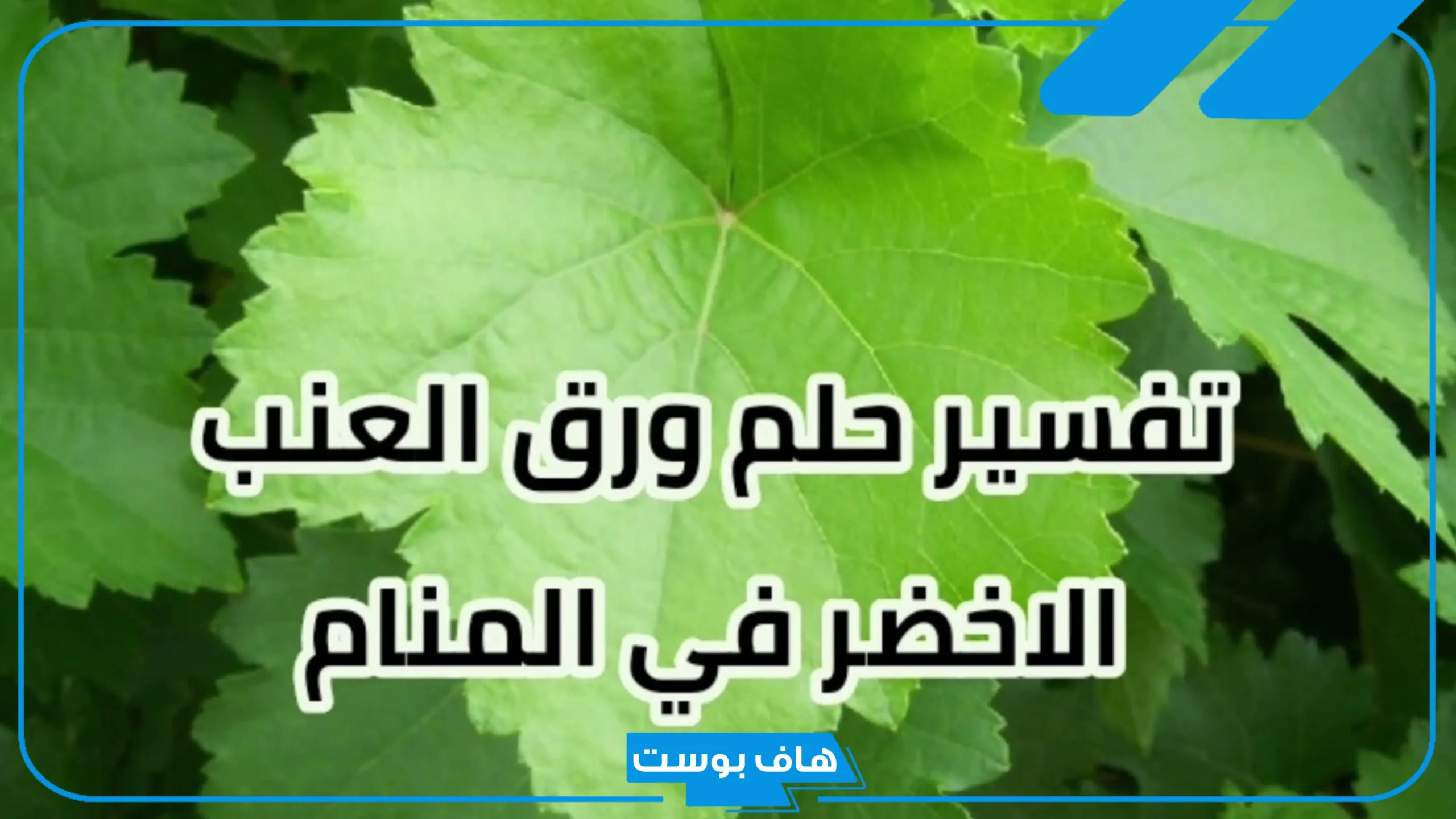 تفسير حلم ورق العنب في المنام للعزباء أخضر أو مطبوخ