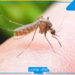 تفسير حلم الناموس في المنام وهجومه للعالم ابن سيرين