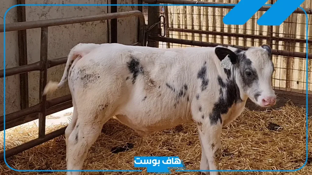من النصائح التي قدمها الرجال إلى الشيخ للتخلص من العجل