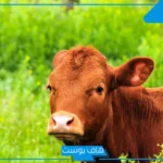 تفسير حلم رؤية البقرة في المنام للعزباء أبيض وأسود لابن سيرين
