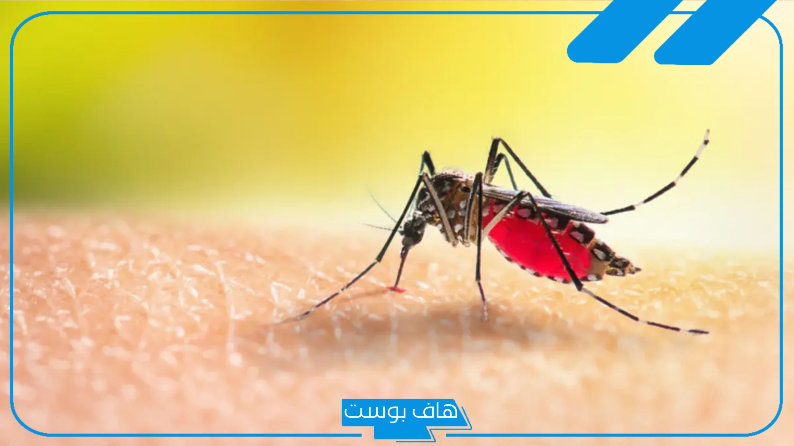 تفسير حلم الناموس في المنام وهجومه للعالم ابن سيرين