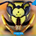 تفسير حلم رؤية الدبور في المنام للنابلسي وابن سيرين ورمزه