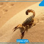 تفسير العقرب الصفراء في المنام وقتله للمرأة المتزوجة لابن سيرين