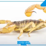 تفسير رؤية العقرب في المنام لابن سيرين للعزباء والمطلقة وعلاقته بالسحر