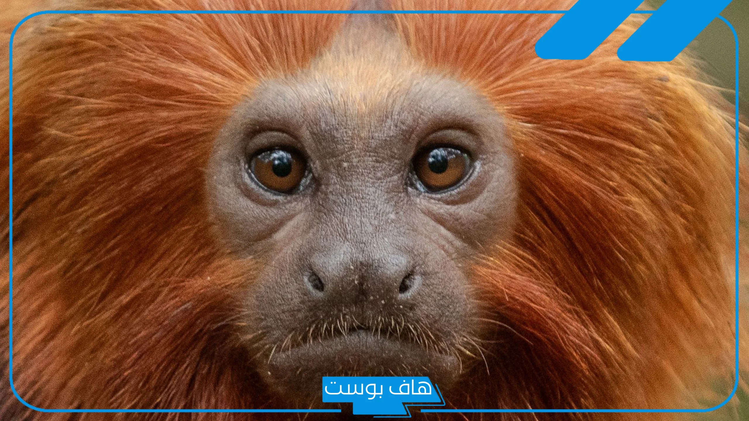 تفسير القرد في المنام للرجل والمرأة المتزوجة وهل يدل على قدوم الخير؟