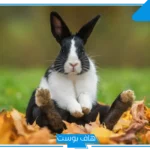 تفسير رؤية الارانب فى الحلم كثيرة للمرأة الحامل والمتزوجة لابن سيرين