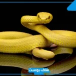تفسير حلم الثعبان للمتزوجه والمرأة العزباء في المنام للعالم ابن سيرين