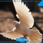 تفسير حلم رؤية الحمامة في المنام للرجل والمرأة المتزوجة للنابلسي