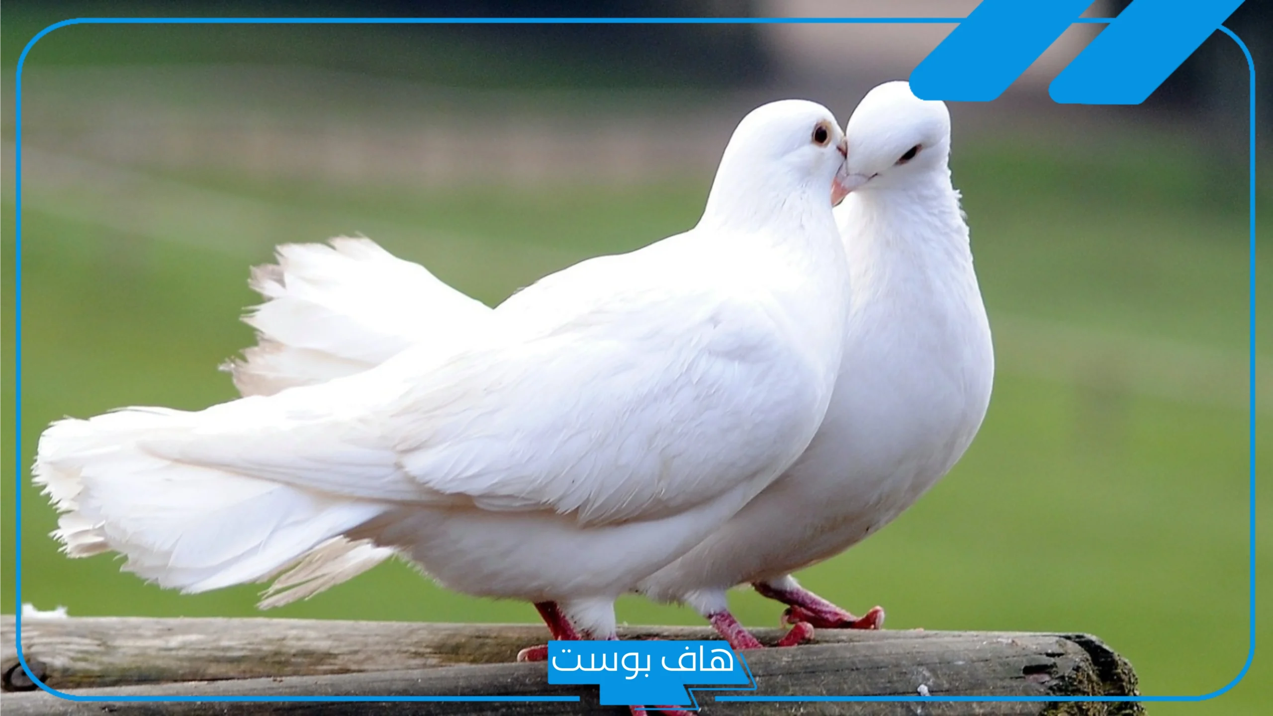 تفسير حلم رؤية الحمامة في المنام للرجل والمرأة المتزوجة للنابلسي