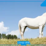 تفسير حلم الخيل الابيض في المنام ورمز الحصان للعالم ابن سيرين للعزباء