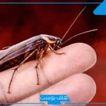 تفسير حلم رؤية الصرصور في المنام للمتزوجة والمرأة العزباء لابن سيرين
